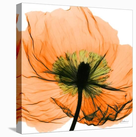 Poppy Orange-Albert Koetsier-Stretched Canvas