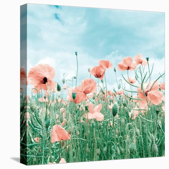 Poppy Pasture-Joseph Eta-Stretched Canvas