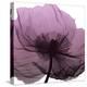 Poppy Purple-Albert Koetsier-Stretched Canvas
