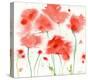 Poppy Reds-Sheila Golden-Stretched Canvas