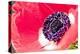 Poppy Seed, Corn Poppy, Blossom, Radiant-Nikky Maier-Premier Image Canvas