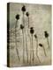 Poppy seedlings-Nel Talen-Premier Image Canvas