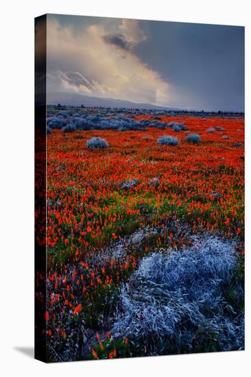 Poppy Storm Revisited California Spring Wildflowers Poppies Los Angeles-Vincent James-Premier Image Canvas