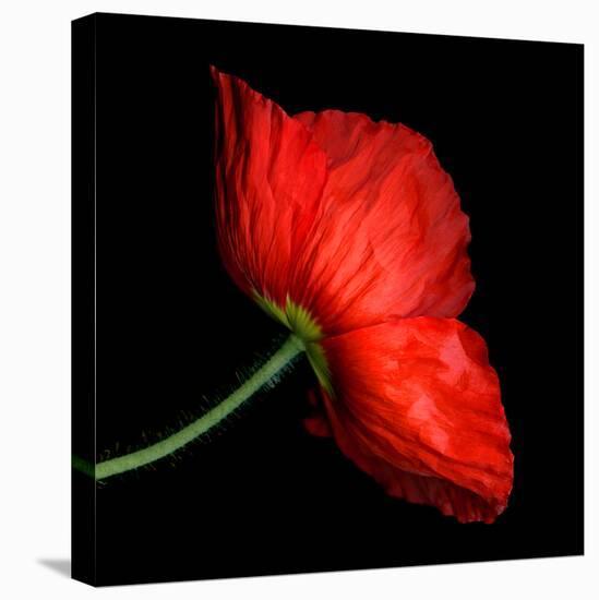 poppy-Magda Indigo-Premier Image Canvas