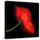 poppy-Magda Indigo-Premier Image Canvas