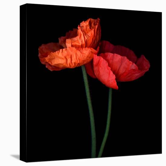 poppy-Magda Indigo-Premier Image Canvas