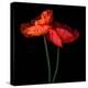 poppy-Magda Indigo-Premier Image Canvas