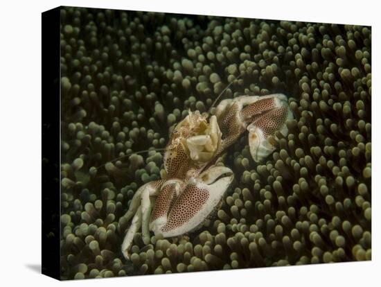 Porcelain Crab in Anemone, Lembeh Strait, Indonesia-Stocktrek Images-Premier Image Canvas