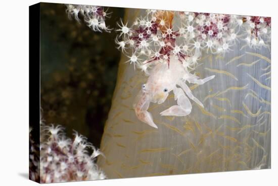 Porcelain Crab (Porcellanella Triloba) on a Soft Coral, Raja Ampat, West Papua, Indonesia-Reinhard Dirscherl-Premier Image Canvas