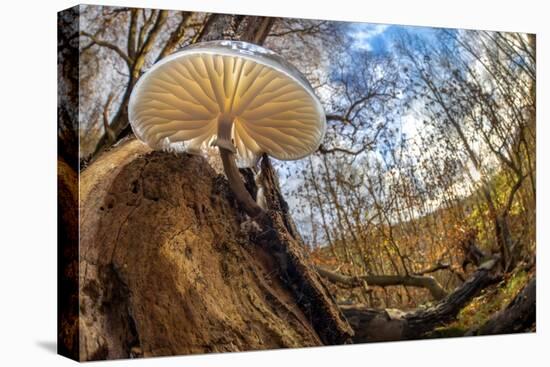 Porcelain fungus growing on fallen beech tree, Peak District, UK-Alex Hyde-Premier Image Canvas