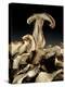 Porcini Mushrooms 'Golgotha', 1994-Norman Hollands-Premier Image Canvas