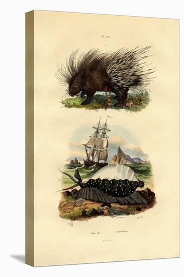 Porcupine, 1833-39-null-Premier Image Canvas