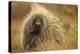 Porcupine (Erethizon Dorsatum) on Tundra. North Slope, Alaska, USA. September-Gerrit Vyn-Premier Image Canvas