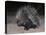 Porcupine (Hystrix Africaeaustralis), Limpopo, South Africa, Africa-Ann & Steve Toon-Premier Image Canvas