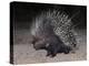 Porcupine (Hystrix Africaeaustralis), Limpopo, South Africa, Africa-Ann & Steve Toon-Premier Image Canvas