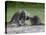 Porcupine Mother and Baby, in Captivity, Sandstone, Minnesota, USA-James Hager-Premier Image Canvas
