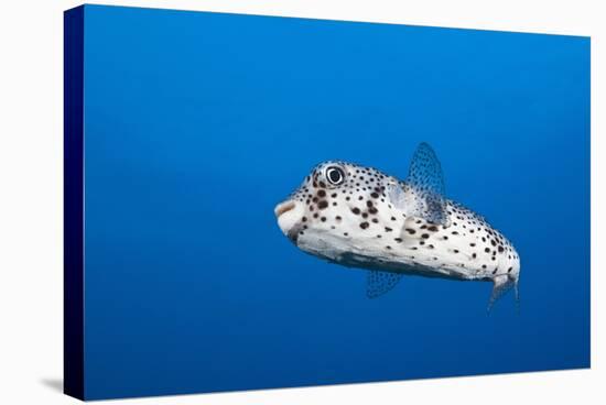 Porcupinefish (Diodon Hystrix)-Reinhard Dirscherl-Premier Image Canvas