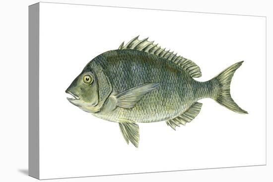 Porgy (Stenotomus Chrysops), Fishes-Encyclopaedia Britannica-Stretched Canvas