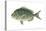 Porgy (Stenotomus Chrysops), Fishes-Encyclopaedia Britannica-Stretched Canvas