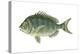 Porgy (Stenotomus Chrysops), Fishes-Encyclopaedia Britannica-Stretched Canvas