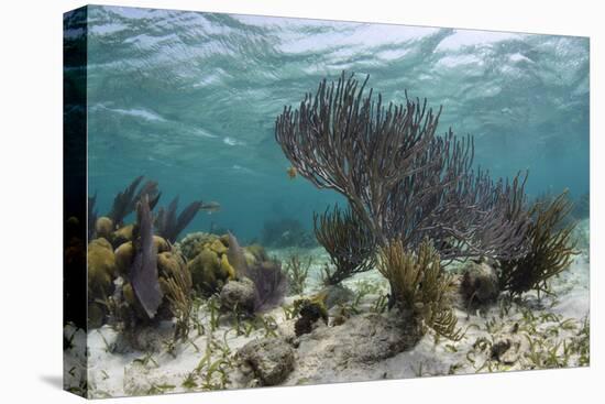 Porous Sea Rods, Hol Chan Marine Reserve, Belize-Pete Oxford-Premier Image Canvas
