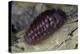 Porphyrophora Hamelii (Armenian Cochineal, Ararat Scale) - Female-Paul Starosta-Premier Image Canvas