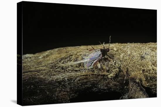 Porphyrophora Polonica (Polish Cochineal, Polish Carmine Scale) - Male-Paul Starosta-Premier Image Canvas