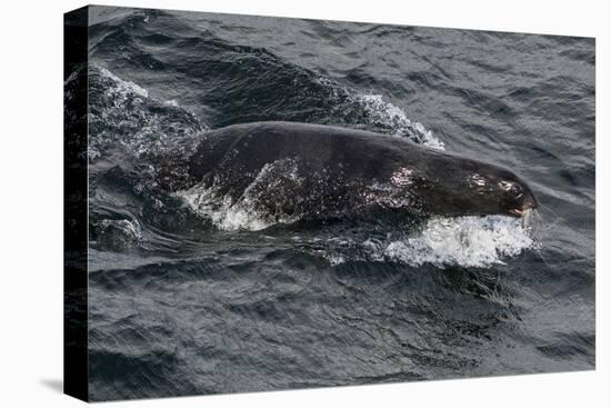 Porpoising Northern Fur Seal (Callorhinus Ursinus), Sakhalin Island, Russia, Eurasia-Mick Baines-Premier Image Canvas