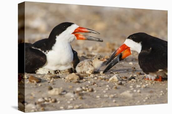 Port Isabel, Texas. Black Skimmer Adult Feeding Young-Larry Ditto-Premier Image Canvas