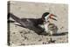 Port Isabel, Texas. Black Skimmers at Nest-Larry Ditto-Premier Image Canvas