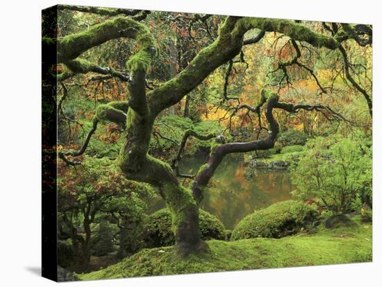 Portland Japanese Garden in Early Autumn: Portland Japanese Garden, Portland, Oregon, USA-Michel Hersen-Premier Image Canvas