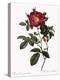 Portland Rose-Pierre Joseph Redoute-Premier Image Canvas