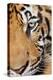 Portrait, Indochinese Tiger or Corbett's Tiger, Thailand-Peter Adams-Premier Image Canvas