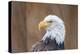 Portrait of a Bald Eagle-JHVEPhoto-Premier Image Canvas