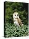 Portrait of a Barn Owl (Tyto Alba)-Philip Craven-Premier Image Canvas