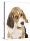 Portrait of a Beagle Puppy-Mark Taylor-Premier Image Canvas