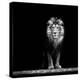 Portrait of a Beautiful Lion, in the Dark-Baranov E-Stretched Canvas