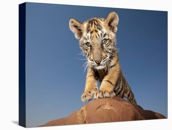 Portrait of a Bengal Tiger Cub Posing on a Rock Against a Blue Sky.  South, Africa.-Karine Aigner-Premier Image Canvas