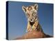 Portrait of a Bengal Tiger Cub Posing on a Rock Against a Blue Sky.  South, Africa.-Karine Aigner-Premier Image Canvas