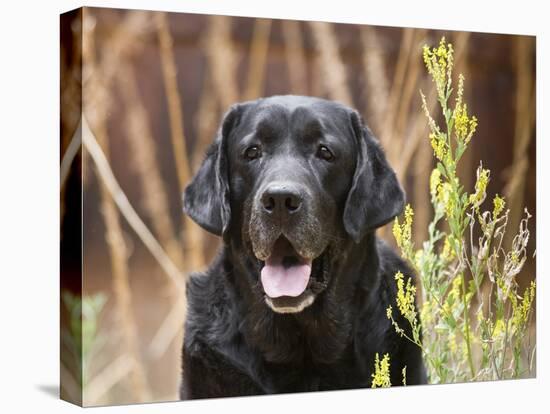 Portrait of a Black Labrador Retriever Sitting by Some Yellow Flowers-Zandria Muench Beraldo-Premier Image Canvas