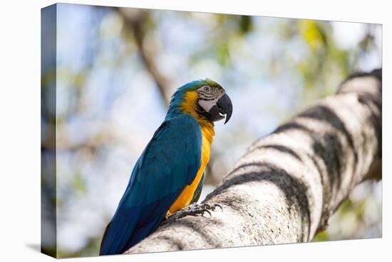 Portrait of a Blue and Yellow Macaw Sitting on a Tree Branch in Bonito, Brazil-Alex Saberi-Premier Image Canvas