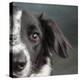 Portrait of a Border Collie Mix Dog-Panoramic Images-Premier Image Canvas