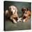 Portrait of a Boxer Dog and Golden Labrador Dog-null-Premier Image Canvas