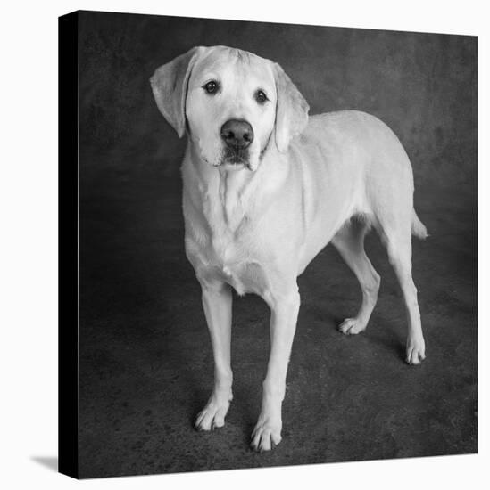 Portrait of a Boxer Dog and Golden Labrador Dog-null-Premier Image Canvas