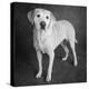 Portrait of a Boxer Dog and Golden Labrador Dog-null-Premier Image Canvas