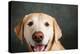 Portrait of a Boxer Dog and Golden Labrador Dog-null-Premier Image Canvas
