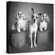 Portrait of a Cattle Dog and Cavalier King Charles Spaniel Dogs-Panoramic Images-Premier Image Canvas