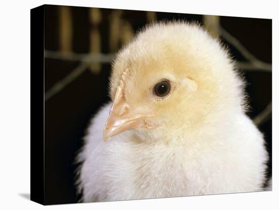 Portrait of a Chick, 3-Week-Old-Jane Burton-Premier Image Canvas