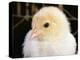 Portrait of a Chick, 3-Week-Old-Jane Burton-Premier Image Canvas