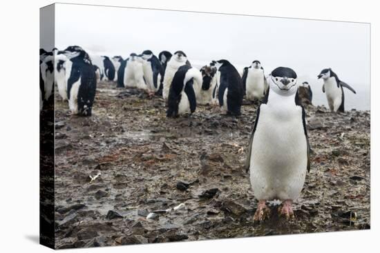 Portrait of a chinstrap penguin (Pygoscelis antarcticus), Half Moon Island, Antarctica, Polar Regio-Sergio Pitamitz-Premier Image Canvas